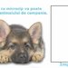 Canin Azuro - cabinet veterinar